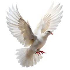 Obraz premium white dove flying