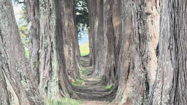 An Asian lady walking among trees in East Auckland, New Zealand, on a winter sunny day.