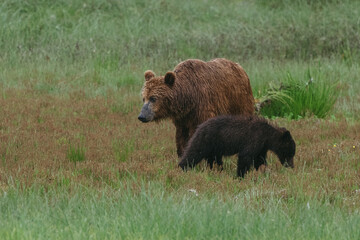 Mom and cub coastal brown (grizzly) bears in Glacier Bay National Park in southeastern Alaska walking along shoreline