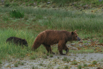 Mom and cub coastal brown (grizzly) bears in Glacier Bay National Park in southeastern Alaska walking along shoreline