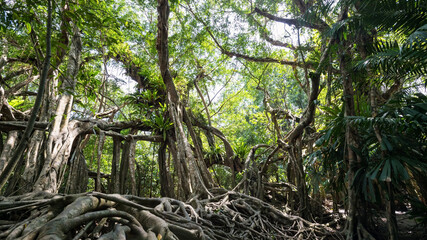 banyan tree tunnel with 100 years old in forest of the little amazon