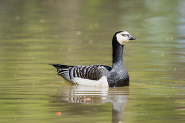 Barnacle Goose Gracefully Swimming on a Serene Lake