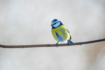 Blue Tit Perched on Branch: A Colorful Garden Songbird