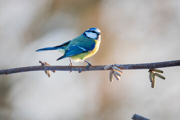 Blue Tit Perched on Branch: A Colorful Garden Songbird