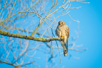 European Kestrel Perched Majestically on Top of a Tree