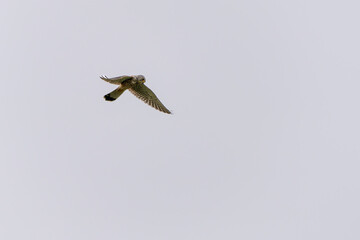 European Kestrel Hovering Gracefully in the Air
