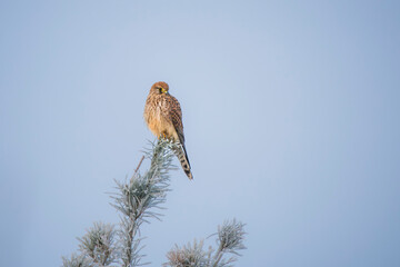 European Kestrel Perched Majestically on Top of a Tree
