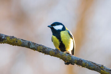 Great Tit Perched on Branch: A Vibrant Woodland Songbird