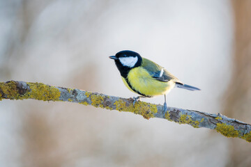 Great Tit Perched on Branch: A Vibrant Woodland Songbird