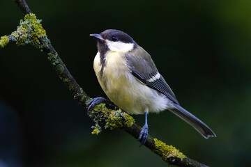 Great Tit Perched on Branch: A Vibrant Woodland Songbird