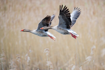 Pair of Greylag Geese in Flight Against a Clear Sky