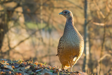 Female Pheasant Perched on a Dirt Mound Surrounded by Leaves