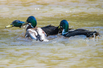 Mallard Drakes in a Fierce Battle on the Lake