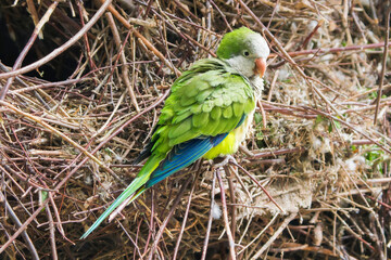 Monk Parakeet on Branches: A Glimpse Outside Its Nest