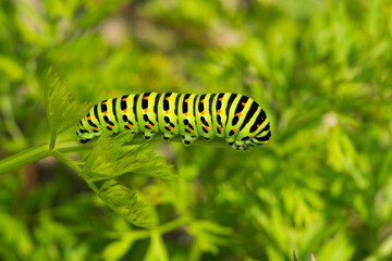 Swallowtail Caterpillar on Carrot Leaves: A Garden Visitor