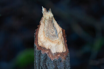 Beaver's Mark: Tree Chewed by a Busy Ecosystem Engineer