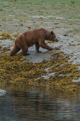 Fototapeta premium Coastal brown (grizzly) bear in Glacier Bay National Park in southeastern Alaska walking along shoreline