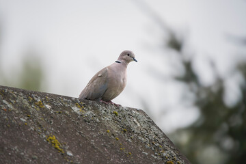 Turkish Dove Perched on Roof: Urban Wildlife in Harmony