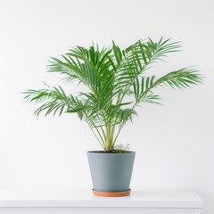 Elegant Green Potted Plant Against White Background - Perfect for Home and Office Decor