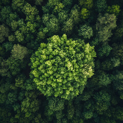 Naklejka premium An aerial photograph of a lush forest, featuring a large tree in the center of the frame. The tree is larger than the surrounding trees and has dark green leaves.