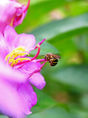 Close-up of a bee on a pink flower. 