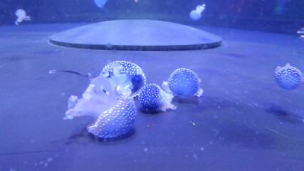 Jellyfish in a aquarium