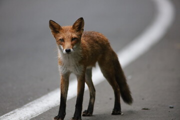 立ち上がったキタキツネ