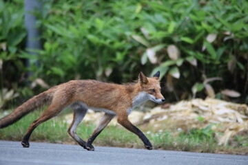 道路を歩くキタキツネ
