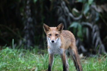 夏の森で出会ったキタキツネ