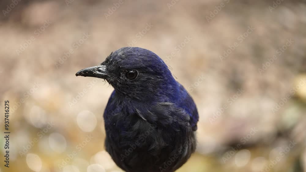 Poster close up face of javan whistling thrush or myophonus glaucinus bird appears in front of the camera