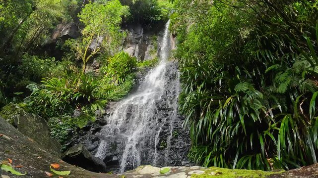 Toolona Falls, nestled in Lamington National Park's Gondwana Rainforests, Popular Tourist Destination and Australia World Heritage Area
