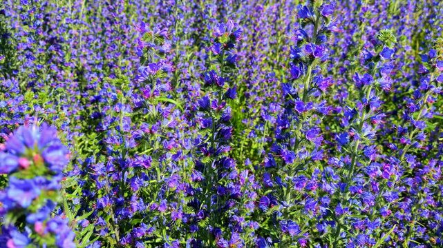 Honeybees collecting nectar from blooming lavender flowers