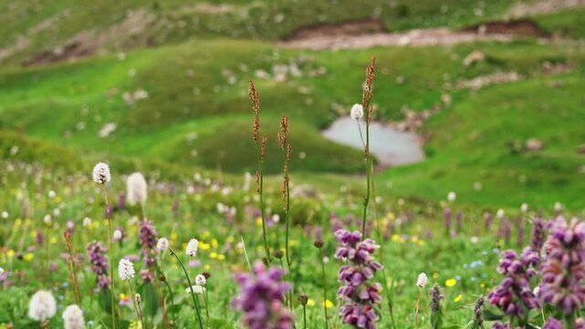 Racking focus shot of vibrant flowers and pond in the Kazakhstan countryside