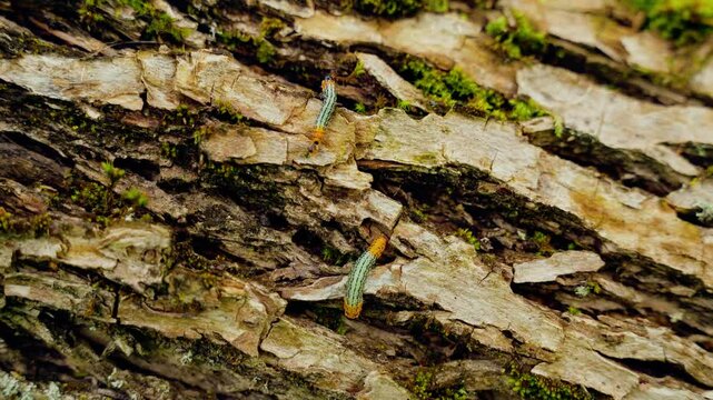 Untouched nature with two caterpillar worms on a tree bark.