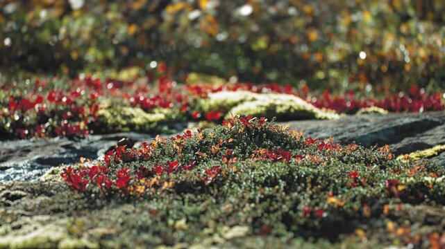 A close-up ground-level shot of the colorful undergrowth in the autumn tundra.