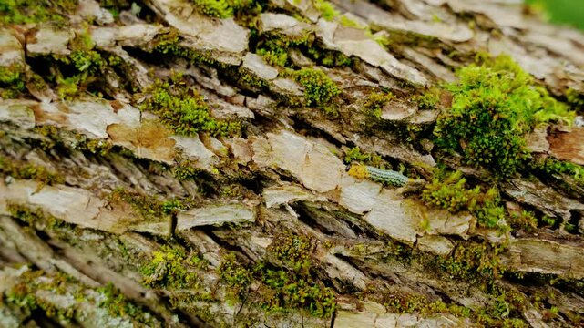 Caterpillar worm walking across frame on a tree bark covered with green moss. Untouched nature.