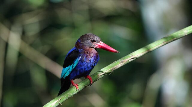 the Javan kingfisher bird was sunbathing and then suddenly it was seen defecating