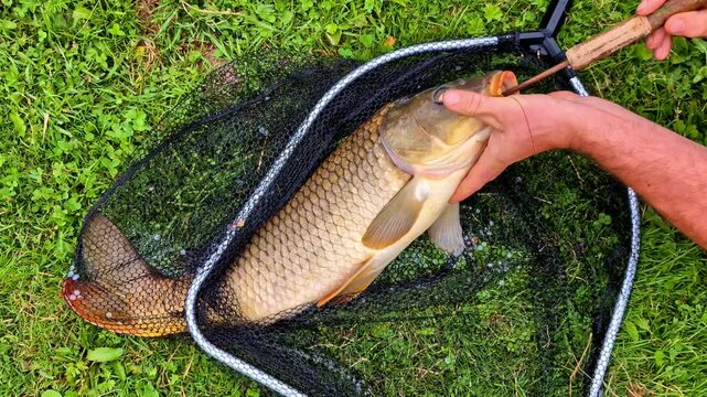 Huge carp fish caught in scoopnet, close up view