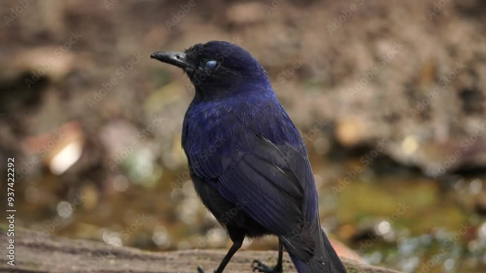 Aufkleber close up of a javan whistling thrush or myophonus glaucinus from behind standing with a small flowin