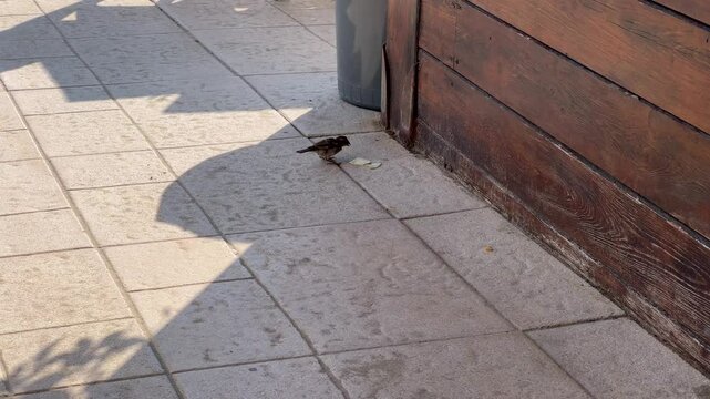 A small bird pecks at crumbs on a sunlit tiled pavement, close to a wooden wall. The scene captures a moment of nature in an urban setting, with shadows cast by nearby objects