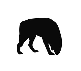 silhouette of a horse