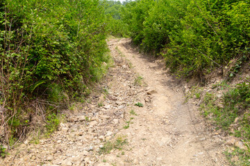 Dirt road in the forest in nature in summer