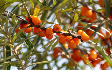 Ripe sea buckthorn on a tree in summer. Macro
