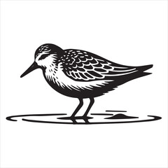 Fototapeta premium Sanderling Silhouette - Sanderling Bird Clipart, Calidris alba Design, sanderling standing shallow water Illustration in black and white