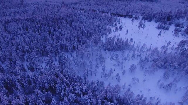 Aerial drone footage shows snowy winter forest and trees covered with thick snow. Camera moves further and reveals sunset sky what has beautiful red, purple, yellow and orange sky with some clouds 4K.