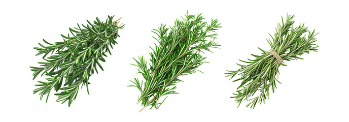 Rosemary herb set isolated on transparent background, fresh rosemary for cooking and seasoning