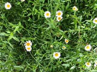 daisies in a field