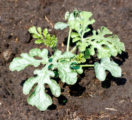 Watermelon plants in the ground in the garden