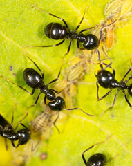 Ants collect aphids on a tree leaf. Macro