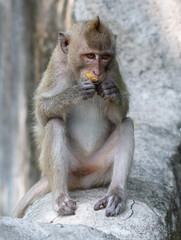 Monkey outdoors in a tropical park
